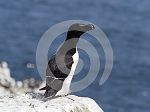 Razorbill, Alca torda