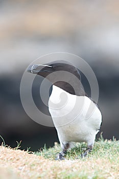 Razorbill - Alca torda