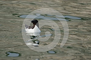 Razorbill, Alca torda