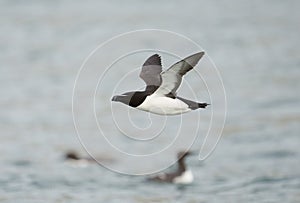 Razorbill, Alca torda