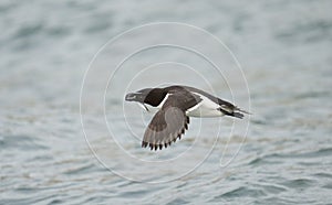 Razorbill, Alca torda