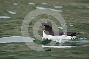 Razorbill, Alca torda