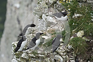 Razorbill, Alca torda