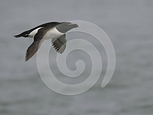 Razorbill, Alca torda