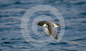 Razorbill, Alca torda