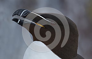 Razorbill (Alca torda)