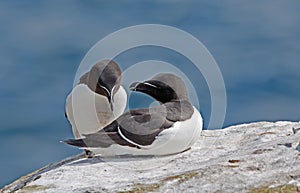 Razorbill (Alca torda)