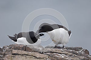 Razorbill, Alca torda