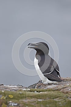 Razorbill, Alca torda