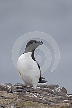 Razorbill, Alca torda