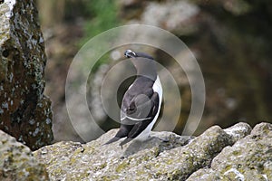 Razorbill (Alca torda)