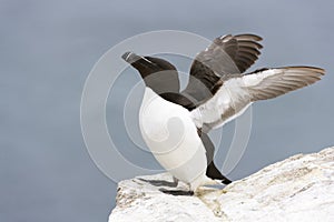 Razorbill Alca torda adult, flapping wings on rock looking over the Ocean