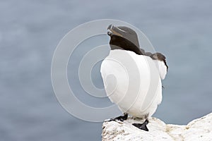 Razorbill Alca torda adult, flapping wings on rock looking over the Ocean