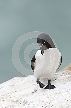 Razorbill Alca torda adult, standing on coastal cliff