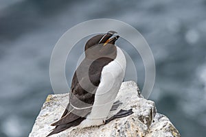 Razorbill Alca torda adult standing on rock of coastal cliff S