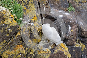 Razorbill Alca torda adult standing on rock of coastal cliff Scotland