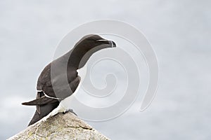 Razorbill Alca torda adult, standing on rock looking over the Ocean