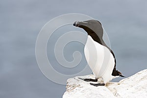 Razorbill Alca torda adult, standing on rock looking over the Ocean