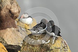 razorbill (Alca torda) Latrabjarg Iceland