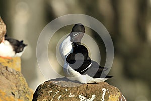 razorbill (Alca torda) Latrabjarg Iceland