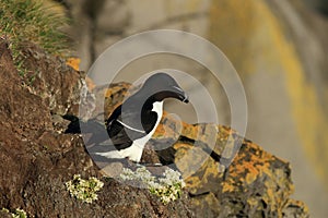 razorbill (Alca torda) Latrabjarg Iceland