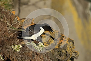 razorbill (Alca torda) Latrabjarg Iceland