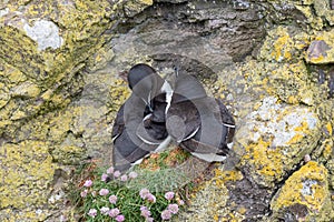 Razorbill Alca torda nesting on coastal cliff Scotland