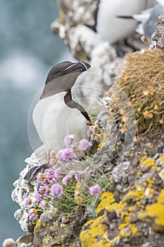 Razorbill Alca torda nesting on coastal cliff .Scotland