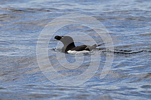 razorbill (Alca torda)  norway