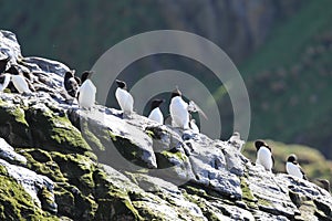 razorbill (Alca torda)  norway