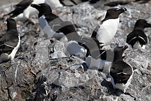 razorbill (Alca torda)  norway