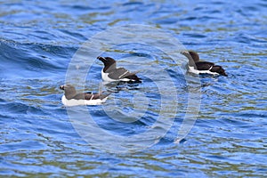 razorbill (Alca torda)  norway