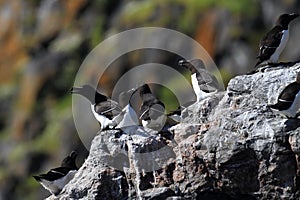 razorbill (Alca torda)  norway