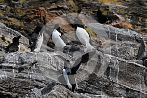 razorbill (Alca torda)  norway