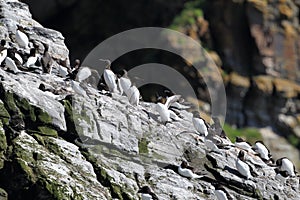 razorbill (Alca torda)  norway