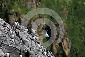 razorbill (Alca torda)  norway