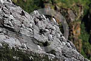 razorbill (Alca torda)  norway