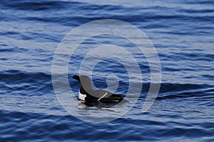 razorbill (Alca torda)  norway