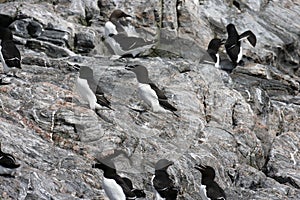 razorbill (Alca torda)  norway