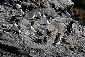 razorbill (Alca torda)  norway