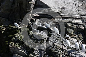 razorbill (Alca torda)  norway