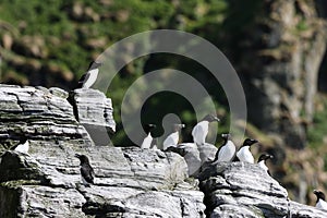 razorbill (Alca torda)  norway