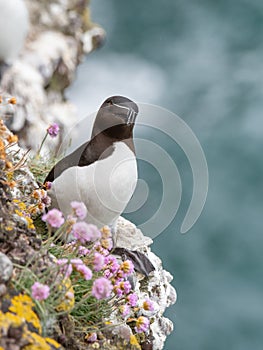 Razorbill Alca Torda perched on the rocks in Scotland