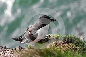 Razorbill Alca Torda perched on the rocks in Scotland