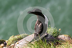 Razorbill Alca Torda perched on the rocks in Scotland