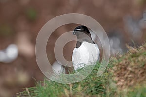 Razorbill Alca Torda perched on the rocks in Scotland