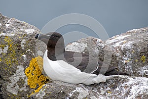 Razorbill Alca Torda perched on the rocks in Scotland