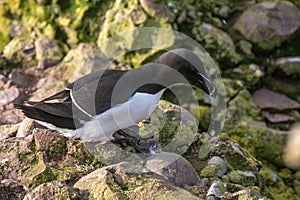 Razorbill Alca Torda perched on the rocks in Scotland