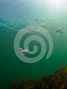 Razorbill, Alca torda. St Abb\'s Head & Eyemouth. Diving, Scotland