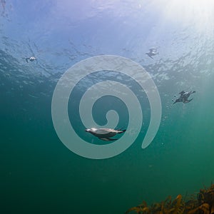 Razorbill, Alca torda. St Abb\'s Head & Eyemouth. Diving, Scotland